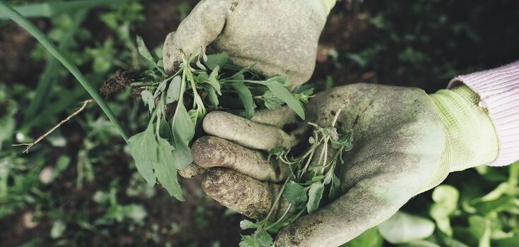 How to get rid of weeds in the garden for good: tips for beginners