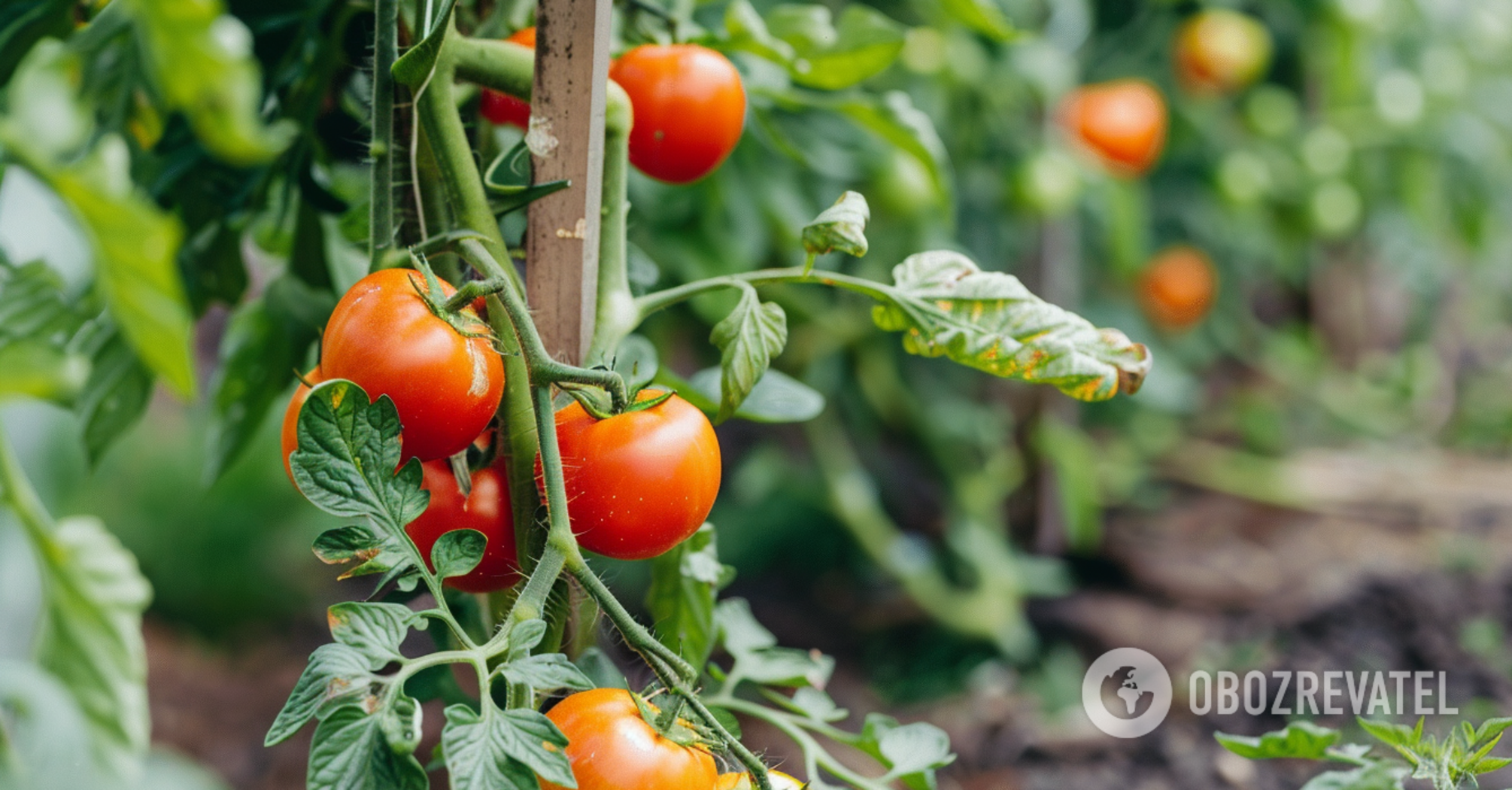 How to protect tomatoes from black spots: home methods