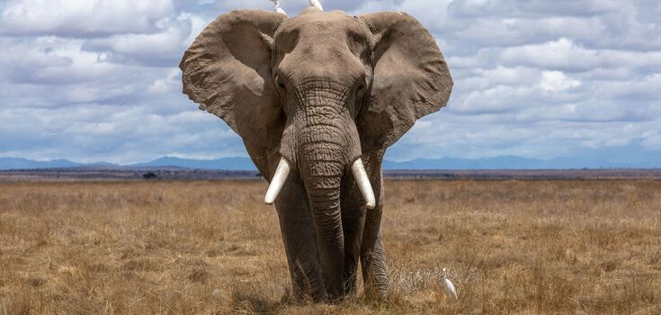 The second case in a year. In Zambia, an elephant pulled a tourist out of a car and trampled her