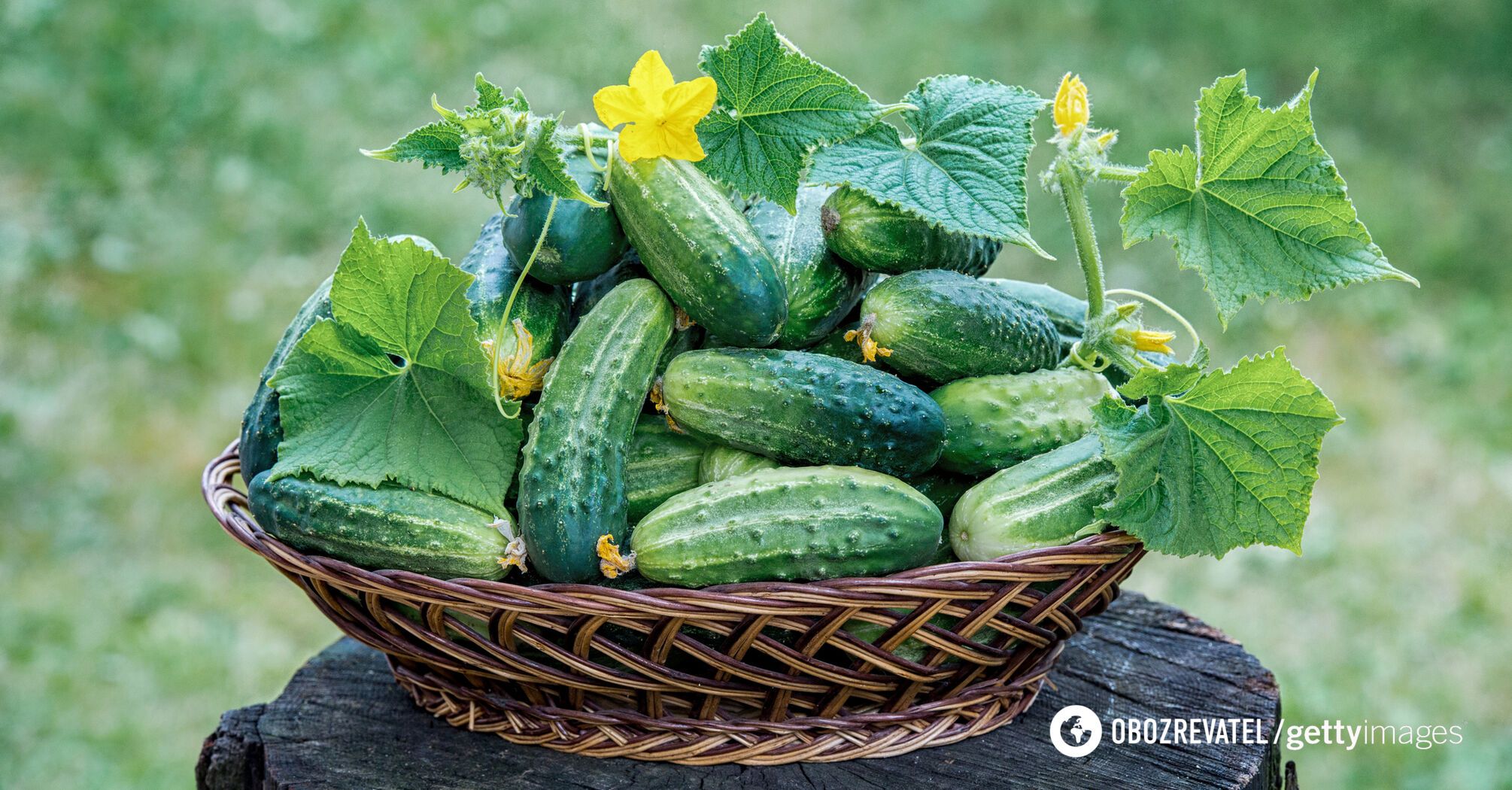 Cucumbers are a good source of vitamins and minerals