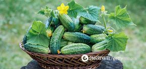 Ogórki są dobrym źródłem witamin i minerałów