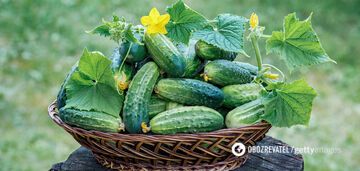 Ogórki są dobrym źródłem witamin i minerałów