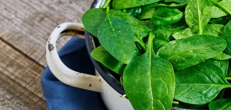 How to preserve sorrel for the winter so that it does not lose its flavor and sourness