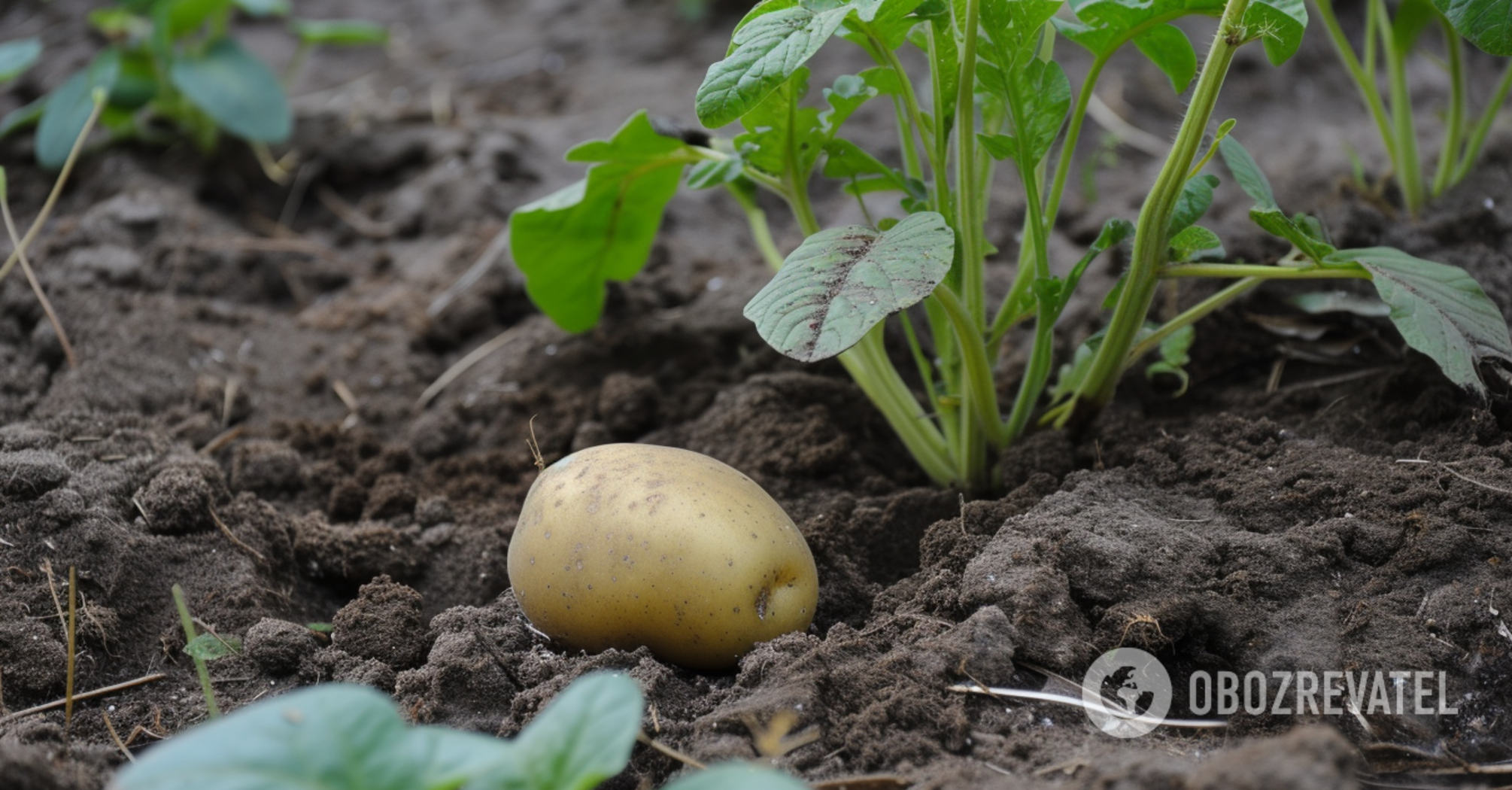 When to dig potatoes and how to store them properly to keep them through the winter