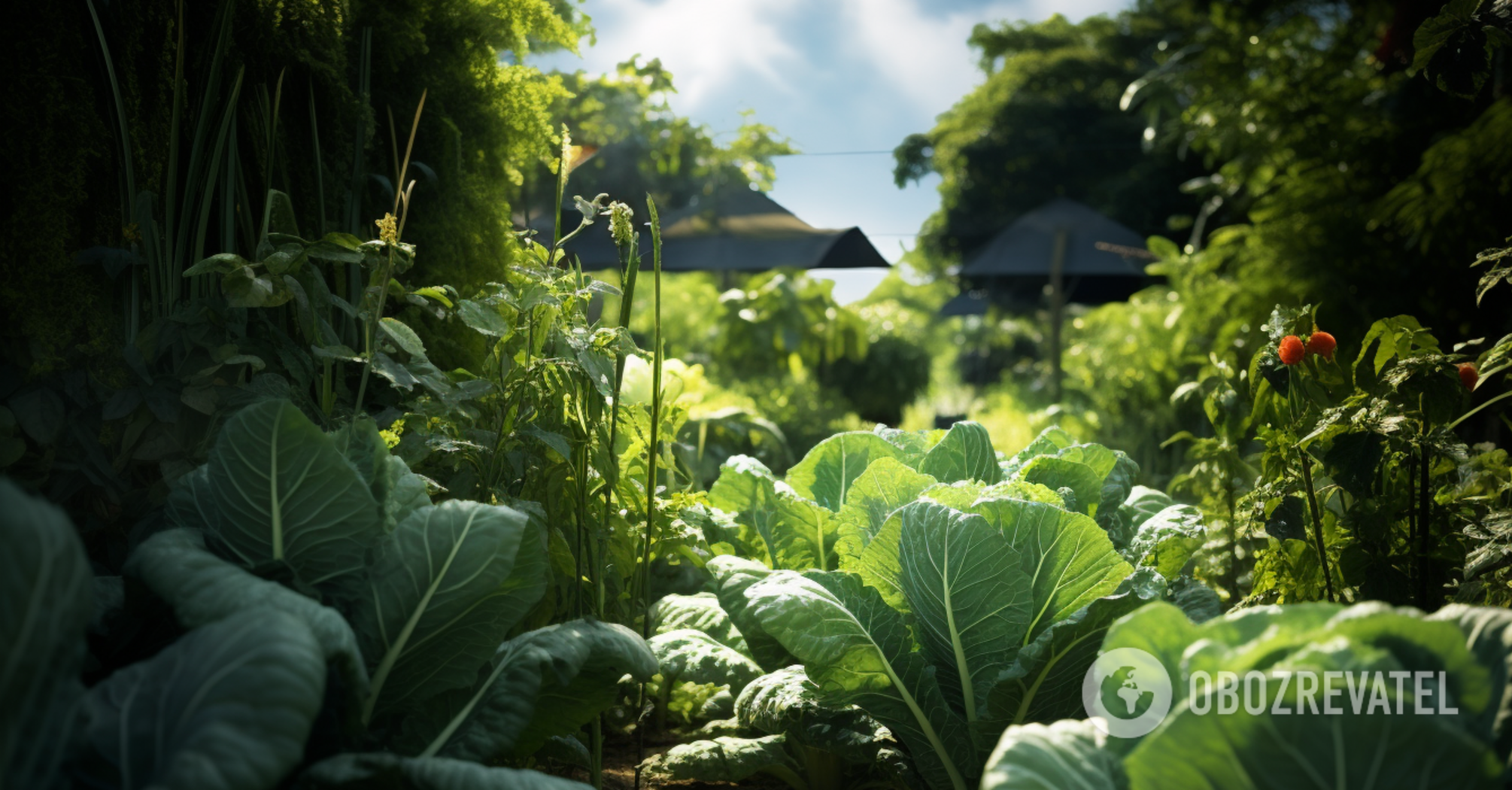 It is not too late: what you can plant in the garden in July