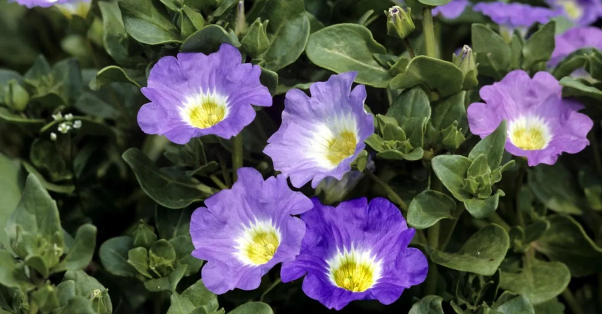 You don't have to water it at all: this flower is a perfect option for your summer garden