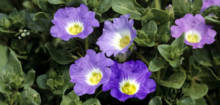 You don't have to water it at all: this flower is a perfect option for your summer garden