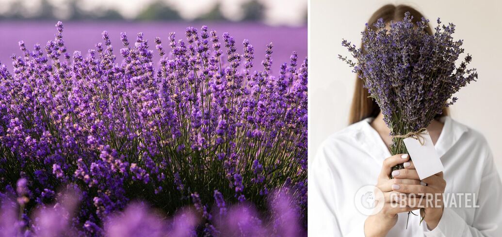 Lavender paradise: the best flower locations in Ukraine
