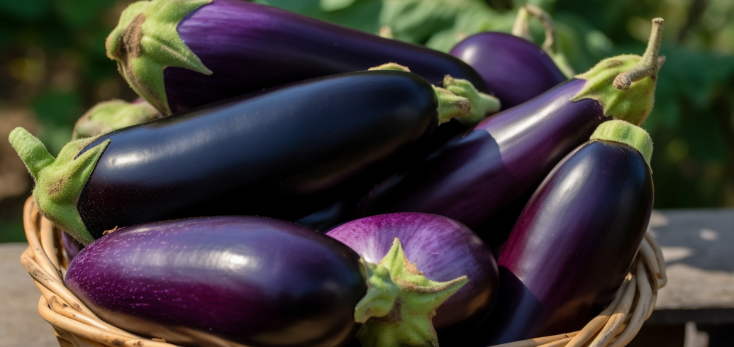 What you need to feed eggplants with in hot July: tips for gardeners