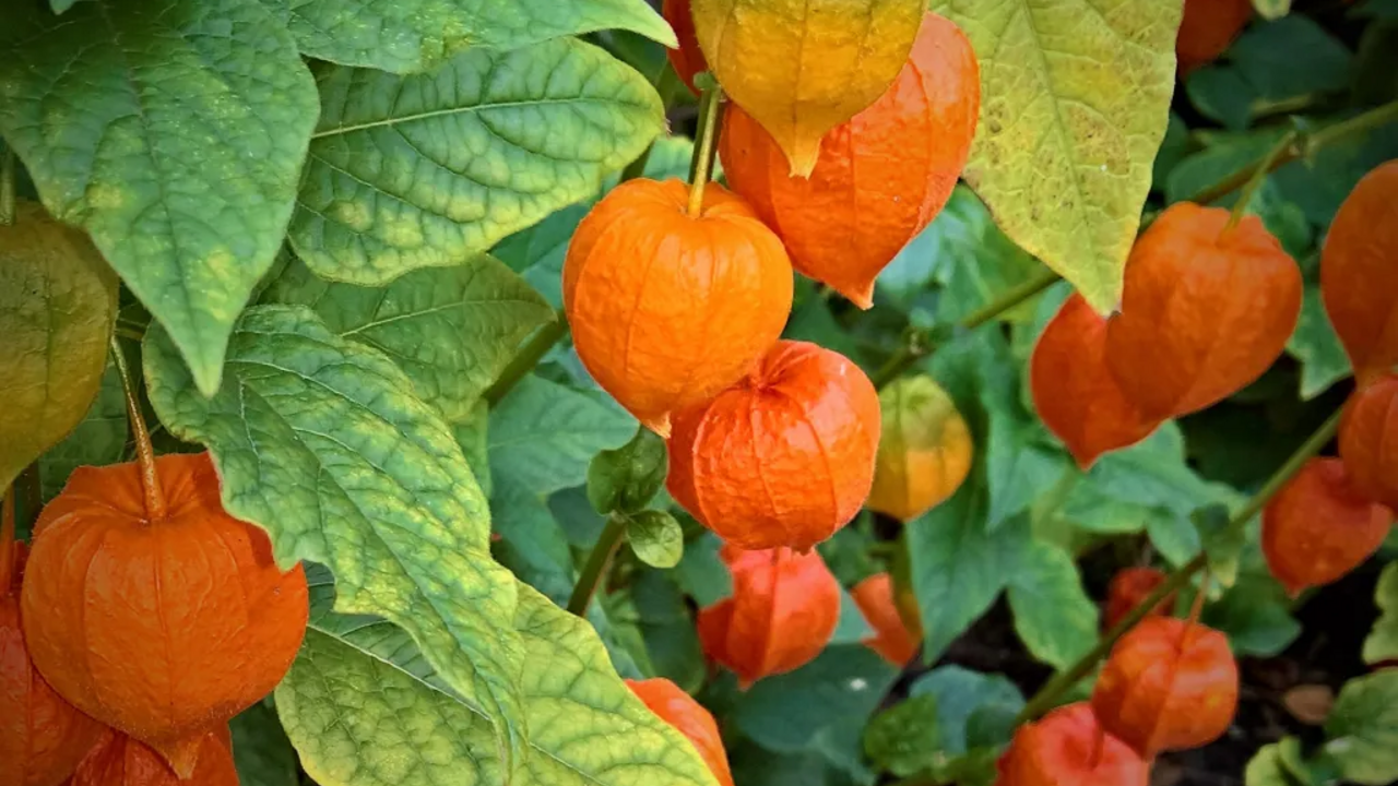 What to do with physalis in July to get more flowers
