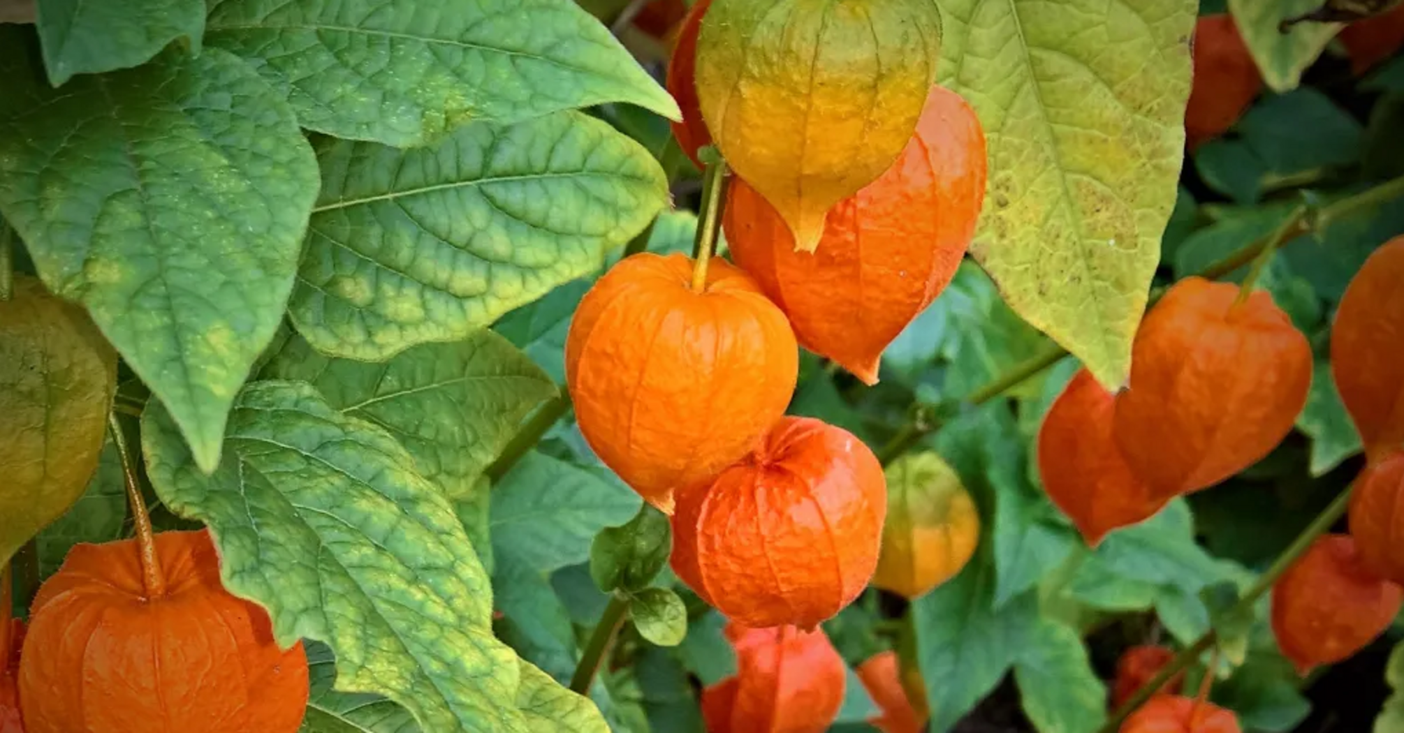 What to do with physalis in July to get more flowers