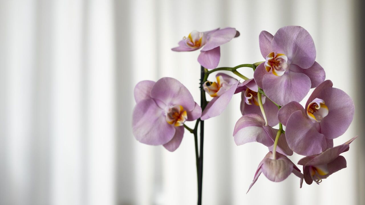 Jak ożywić orchideę: wskazówki na różne okazje