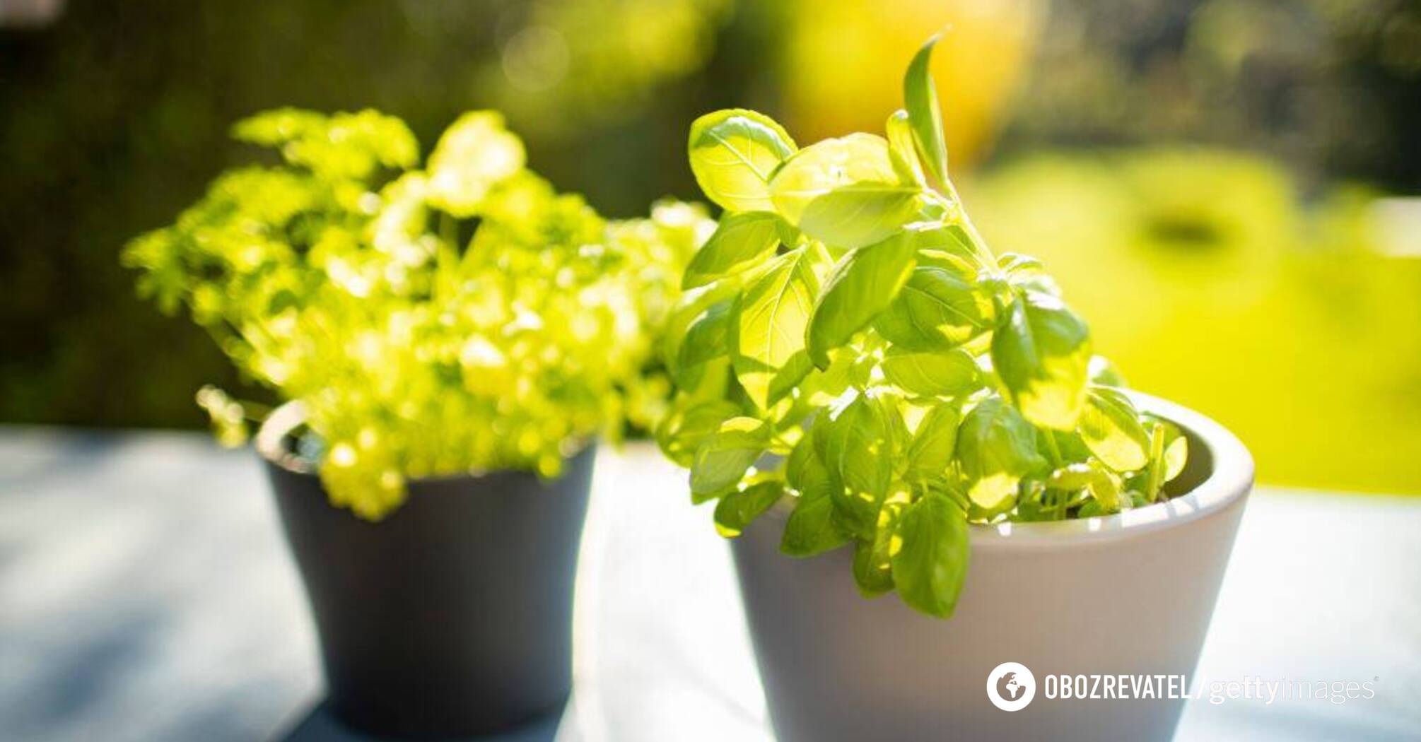 Green basil is best for drying