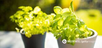 Zielona bazylia jest najlepsza do suszenia