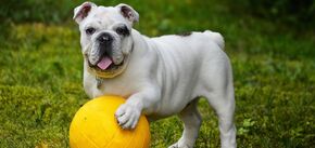 Собаки гораздо умнее, чем кажется и понимают связь слов с предметами