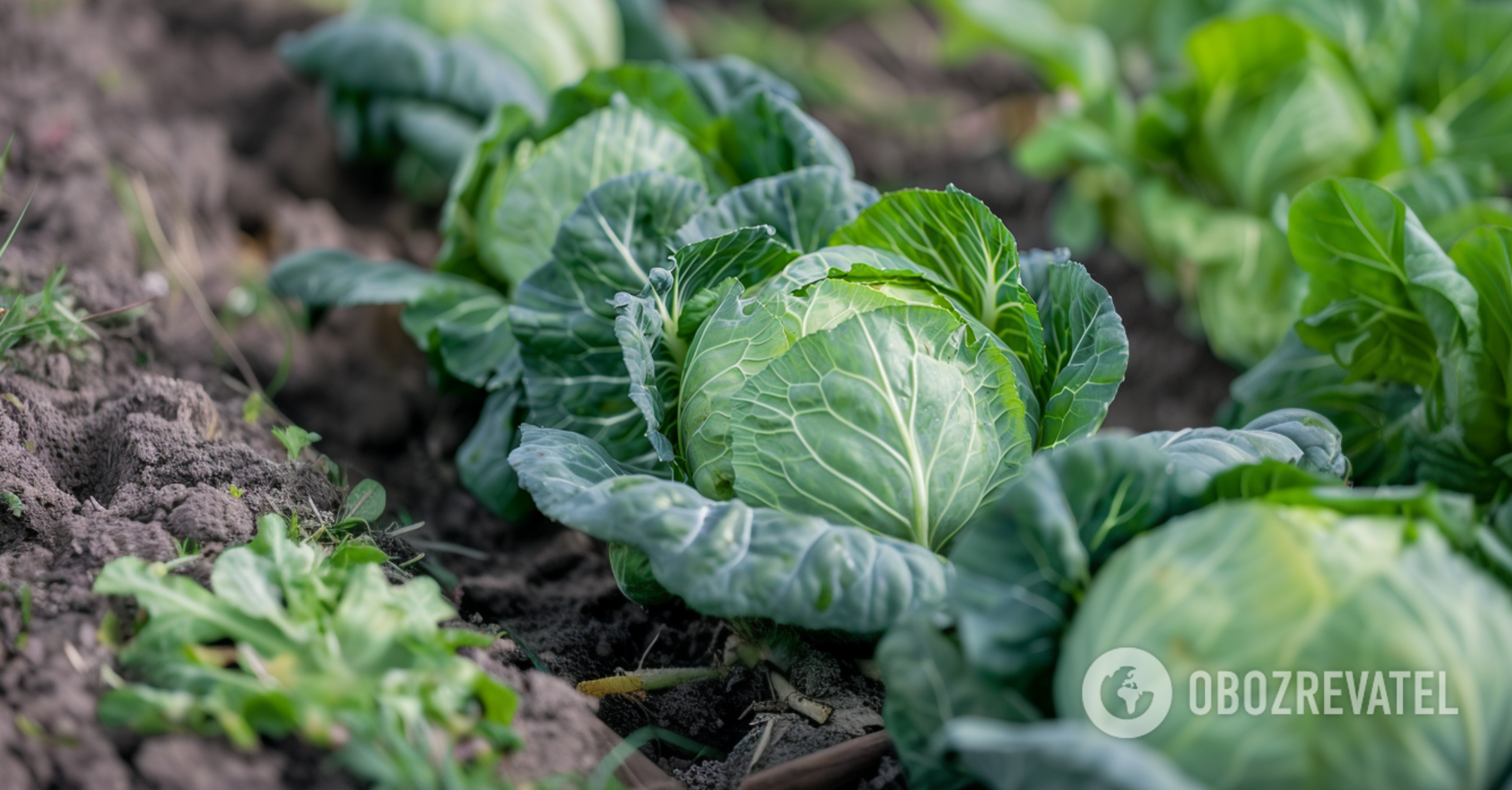 How to save the cabbage crop: an ash and soap solution will protect against pests