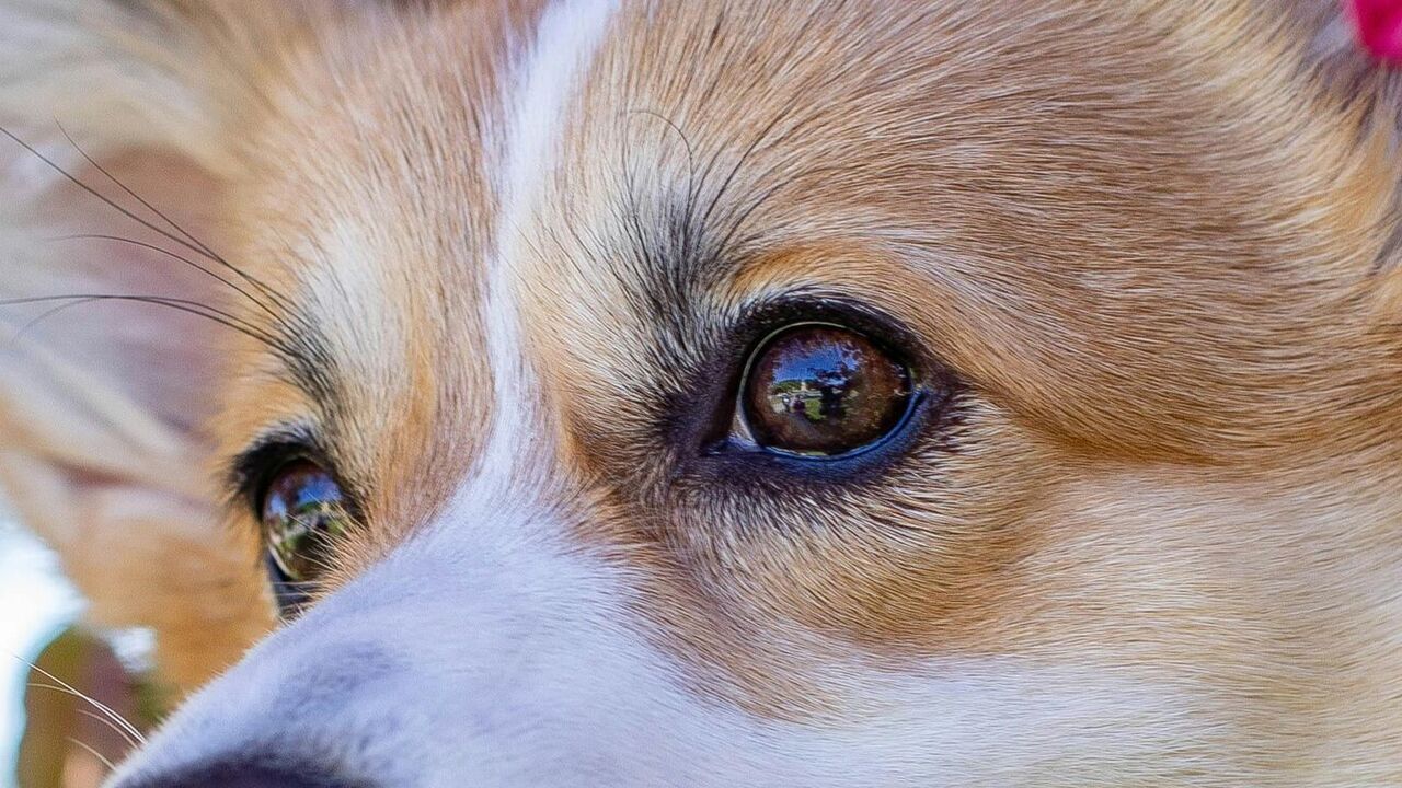 Why cats, dogs and other animals have a third eyelid and humans do not
