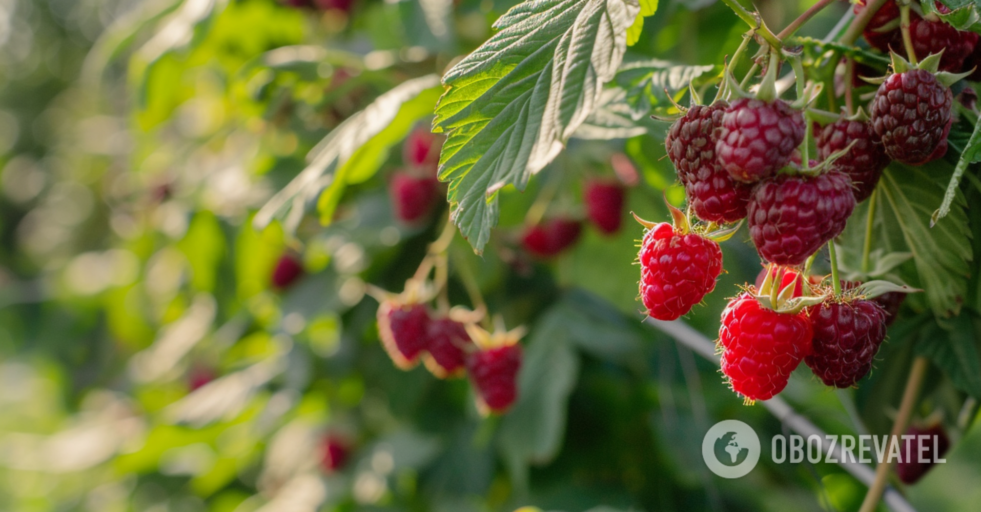 How to grow a raspberry bush from one berry: an unusual way