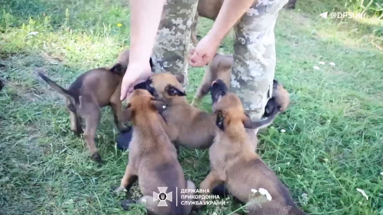 How to take care of pets during the heat wave: tips from border guards