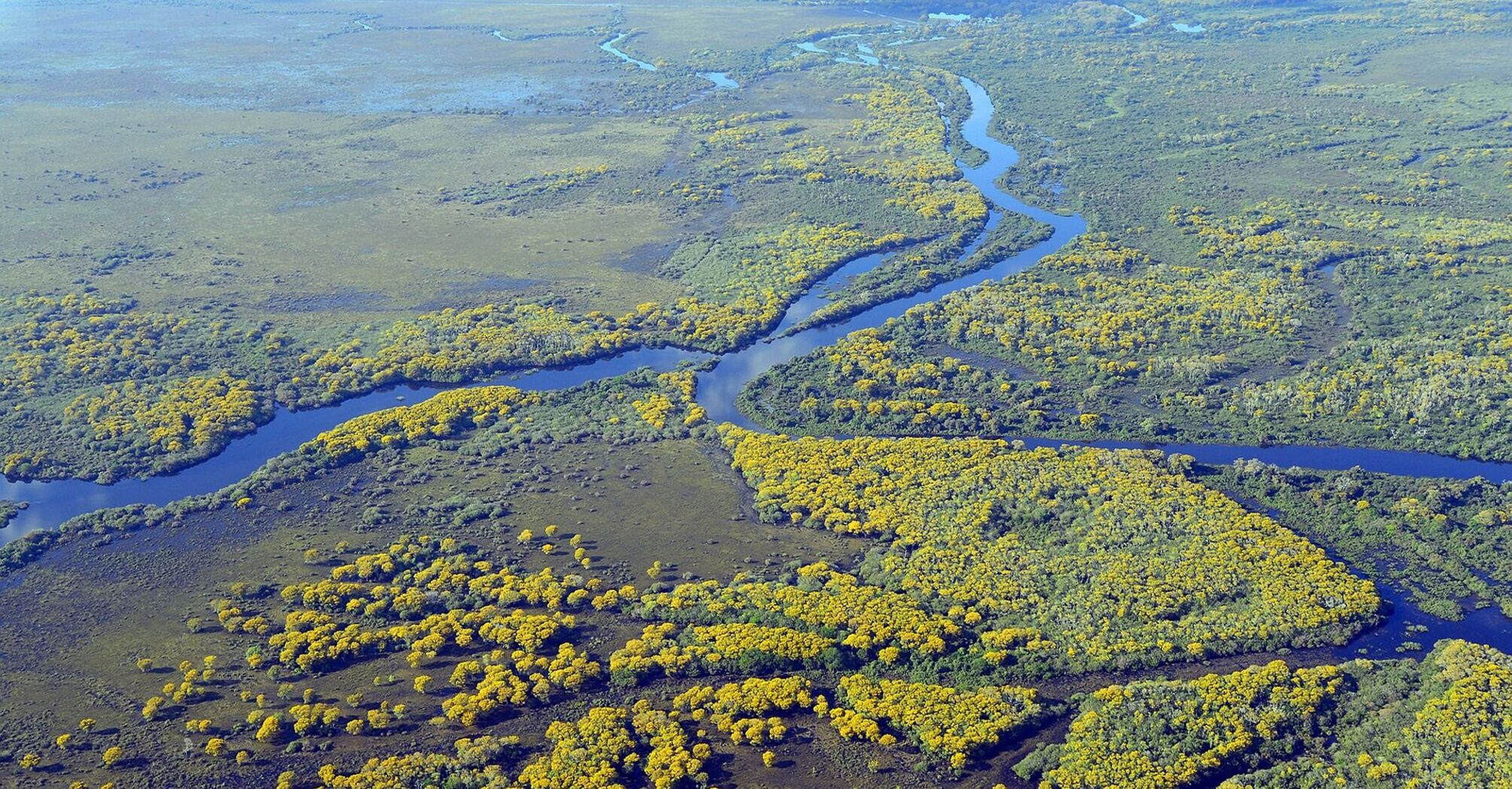 Ягуари, капібари та гігантські видри: досліджуйте дику природу у Бразилії