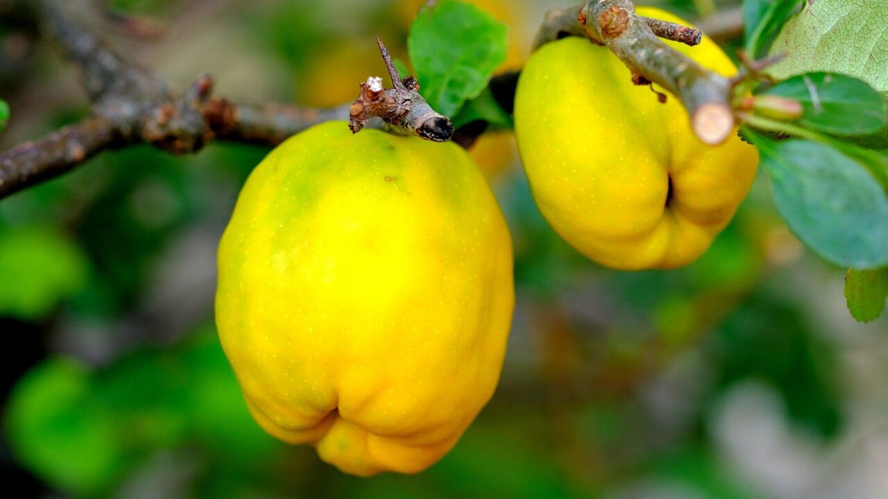What is quince good for