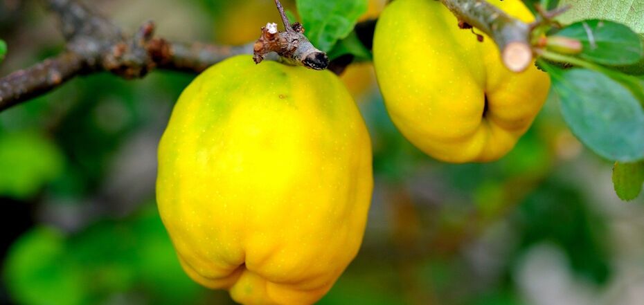 What is quince good for