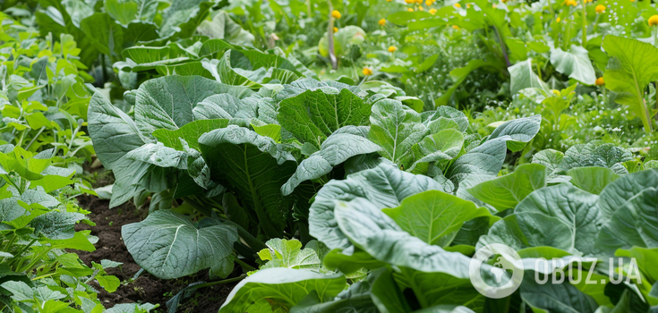How to get rid of slugs in the garden: tips