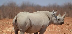 Чем заняться в Африке: краткий путеводитель по пустыне Намиб