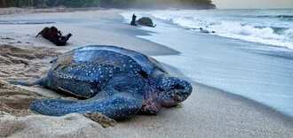 20 фактов о морских черепах, которых вы не знали