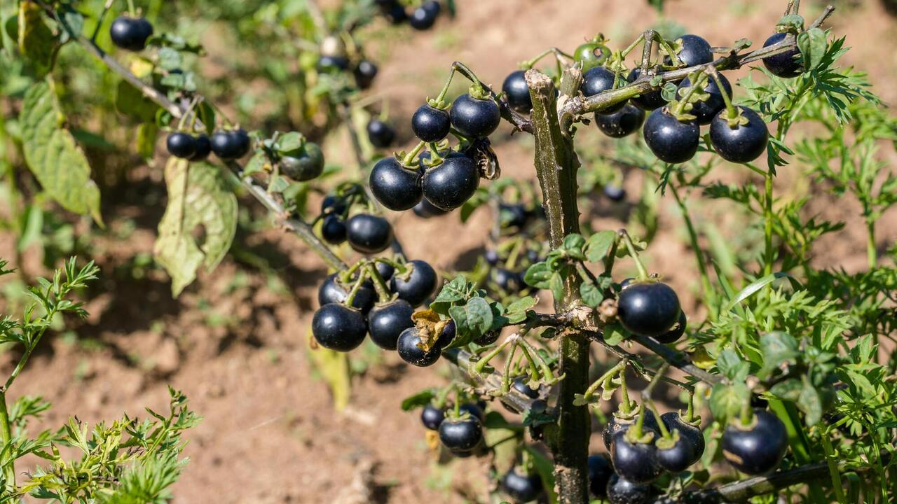Увеличение урожая и защита смородины: эффективные советы по поливу и уходу