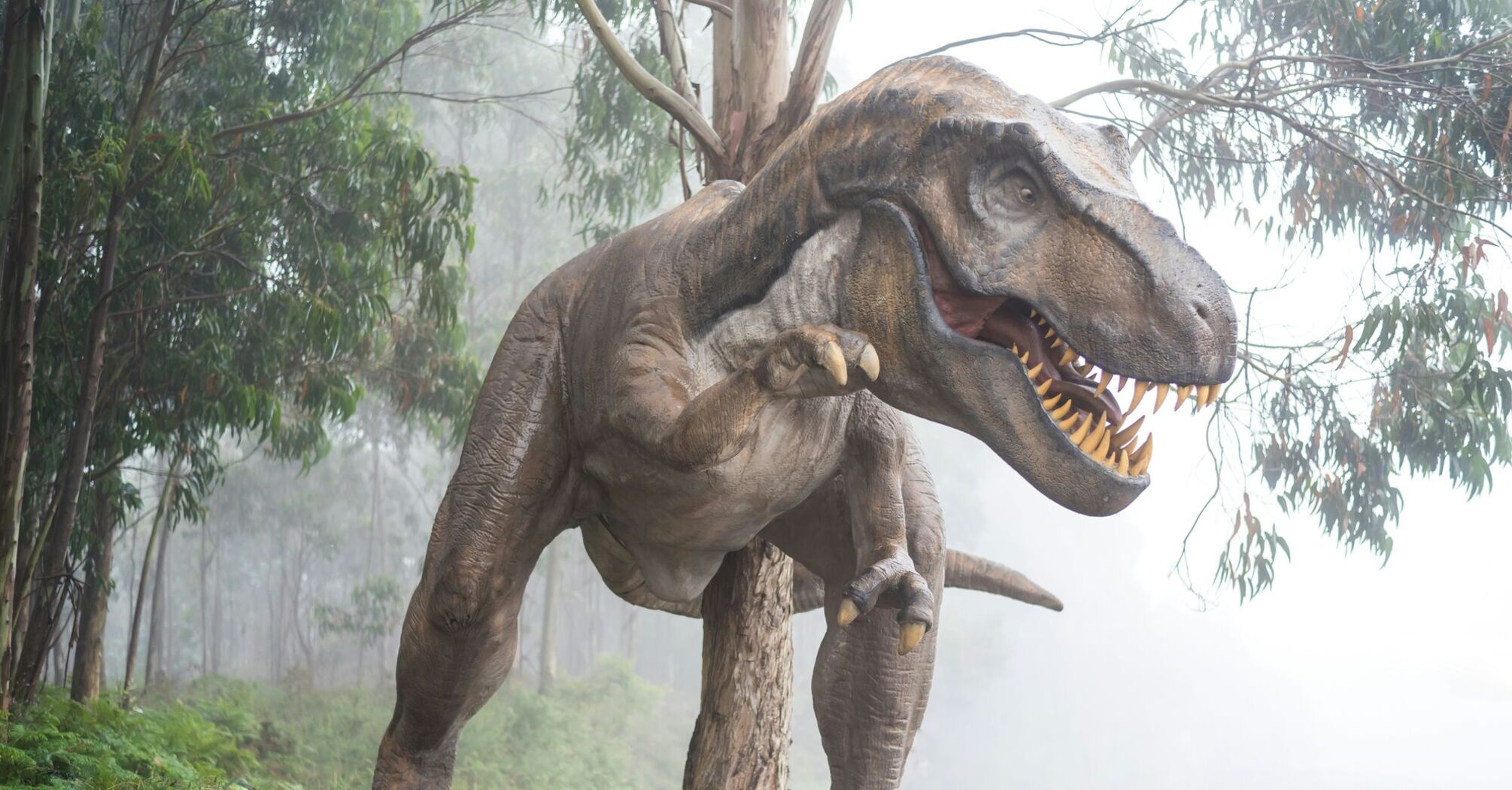 Jurassic Park vibes: a rare Tyrannosaurus Rex fossil found in the US. Photo