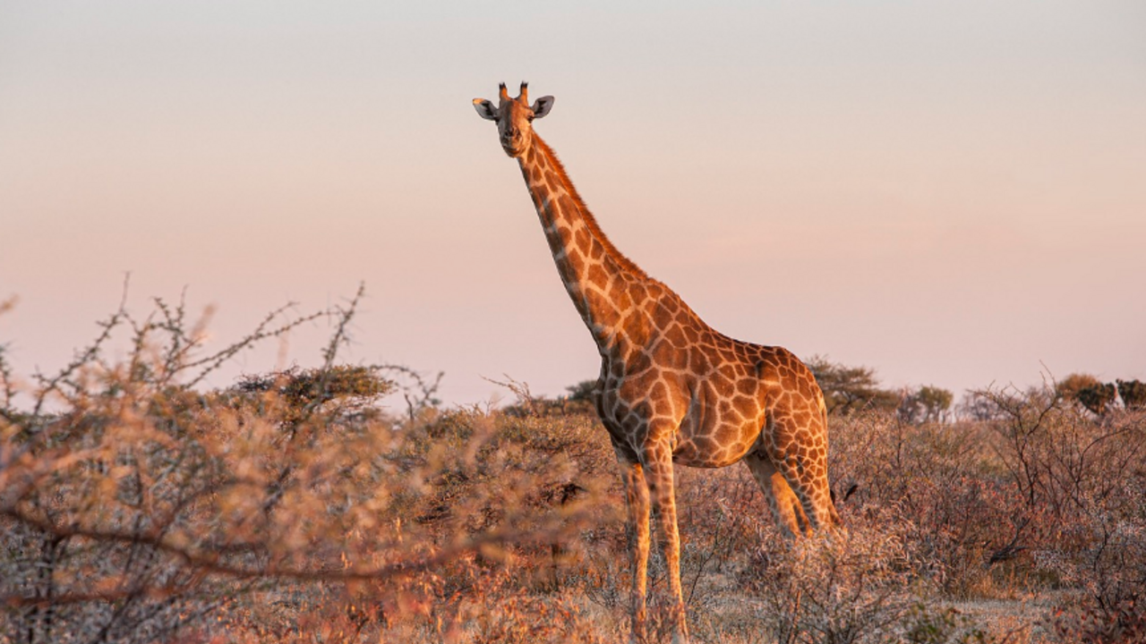 giraffe