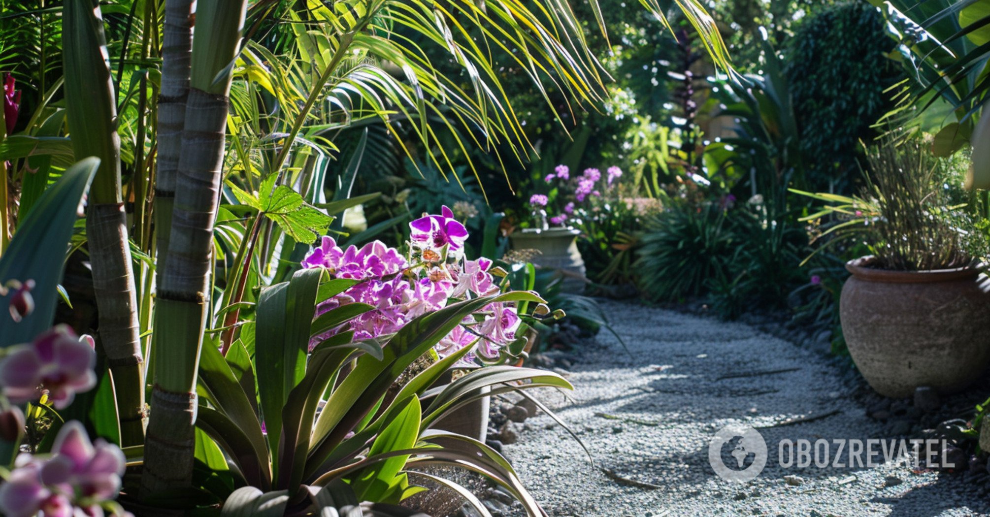 How to grow an orchid in the garden: several species can be planted even in Ukraine