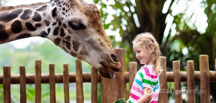 In the United States, a giraffe pulled a 2-year-old child out of a car who was trying to feed it. The moment was caught on video