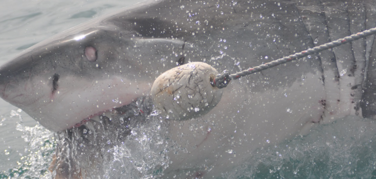 shark