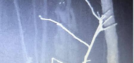 Ужасающее существо с горящими глазами зафиксировала камера, которую повесили в лесу. Фото