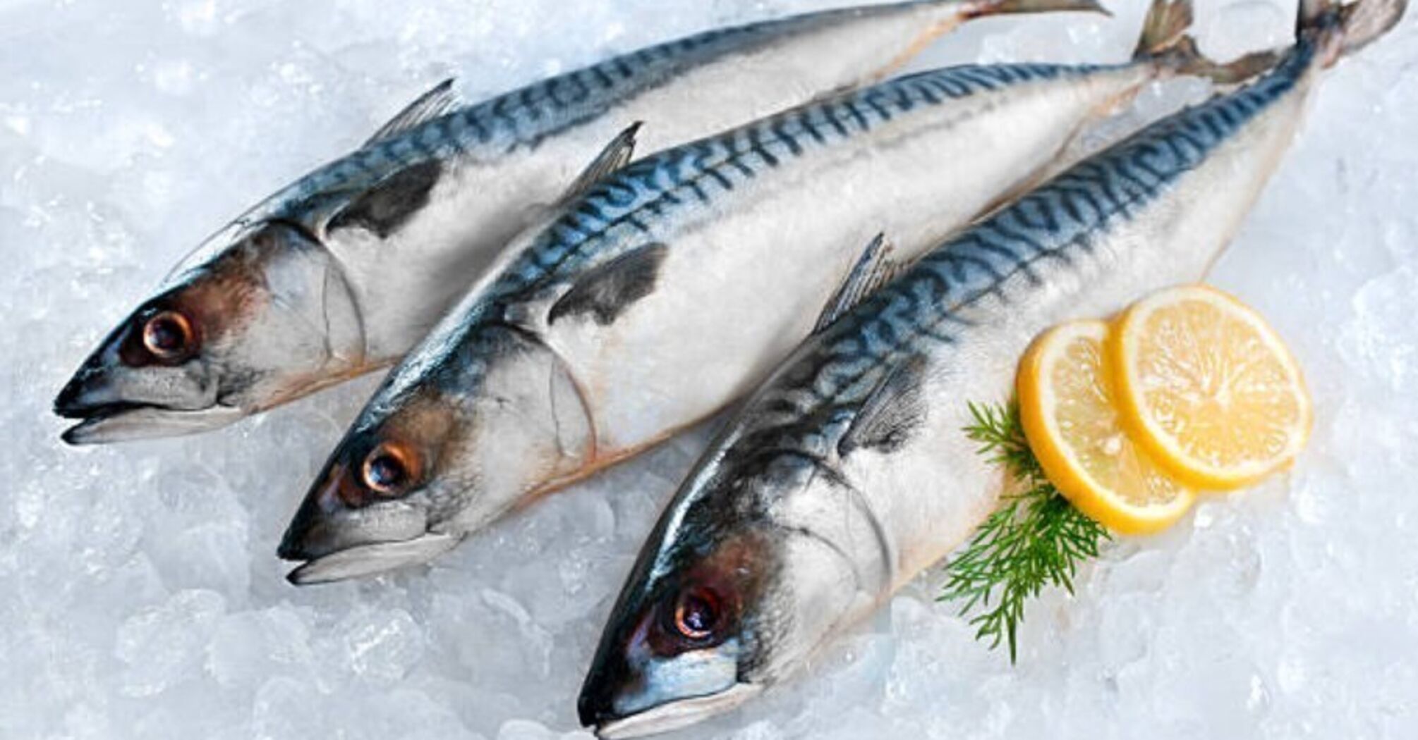 Fresh mackerel