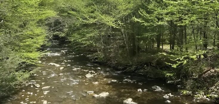 Find the eagle among the green trees: a visual puzzle for the smartest