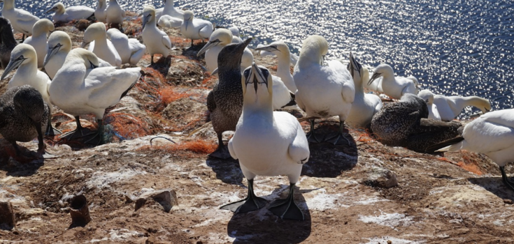 Instant annihilation: new study shows the devastating impact of tropical cyclones on seabird colonies. Photo