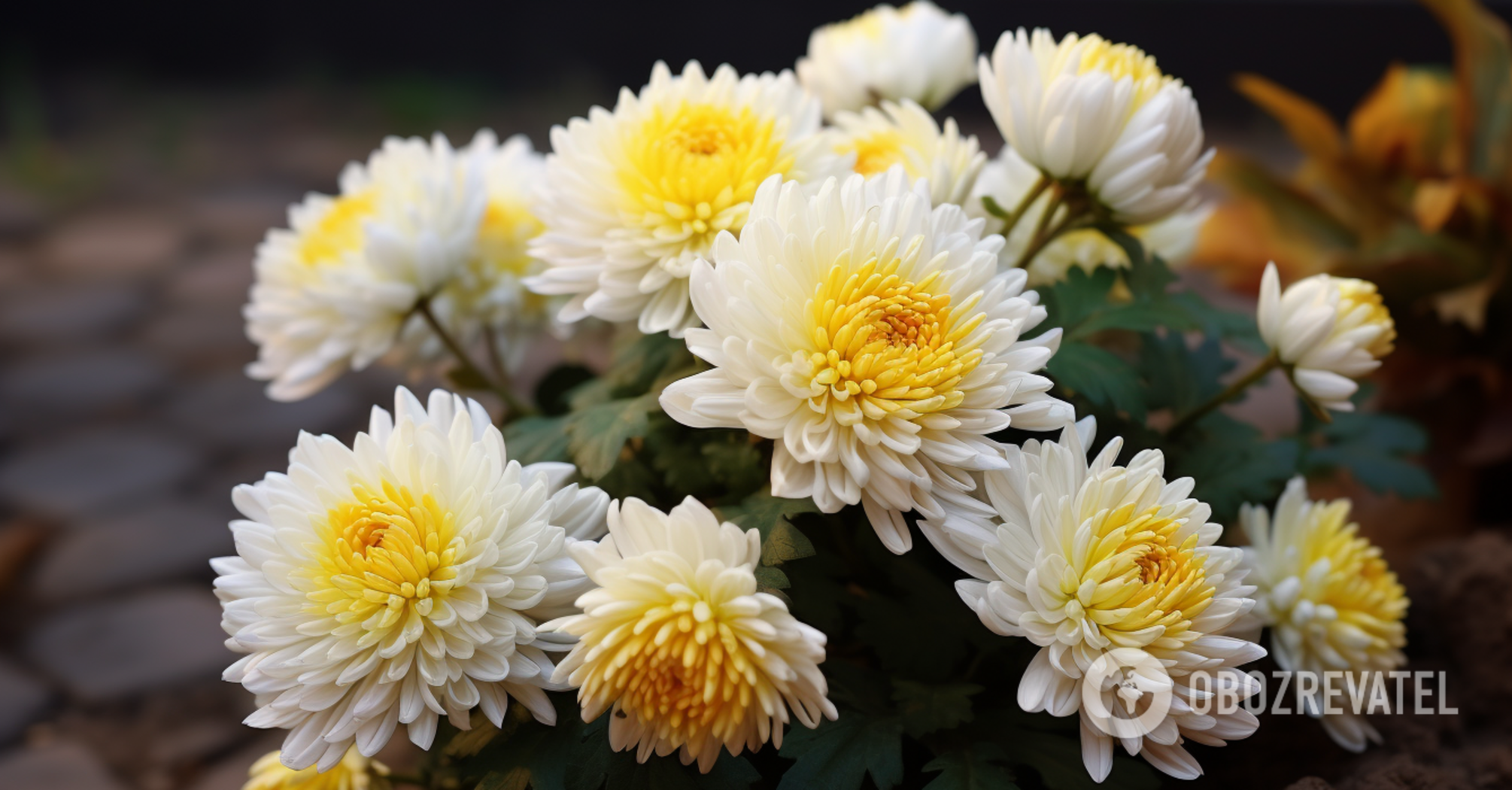 Autumn will be filled with colors: how to grow chrysanthemums and what care they need
