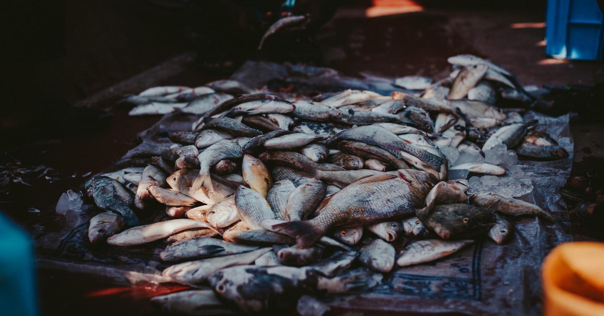 What fish can seriously harm you