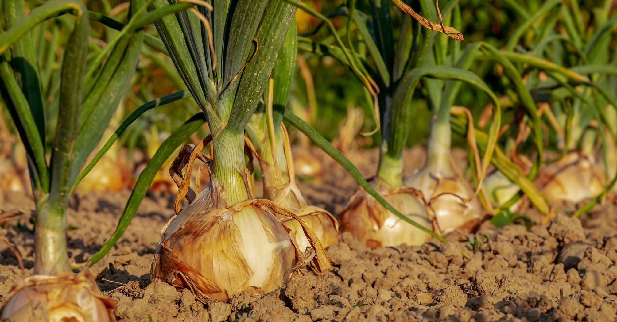 When to harvest onions: how to store them correctly
