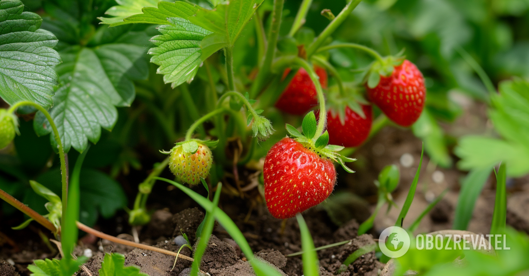 Mowing or not: what to do with strawberry bushes in July