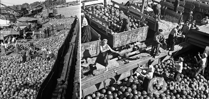 Unloading barges with watermelons at the Kyiv pier.