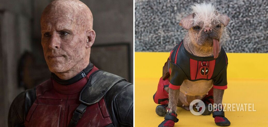 The ugliest dog in the UK hit the red carpet in a costume from the movie 'Deadpool and Wolverine.' Photo