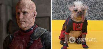 Najbrzydszy pies w Wielkiej Brytanii pojawił się na czerwonym dywanie w kostiumie z filmu "Deadpool i Wolverine". fot.