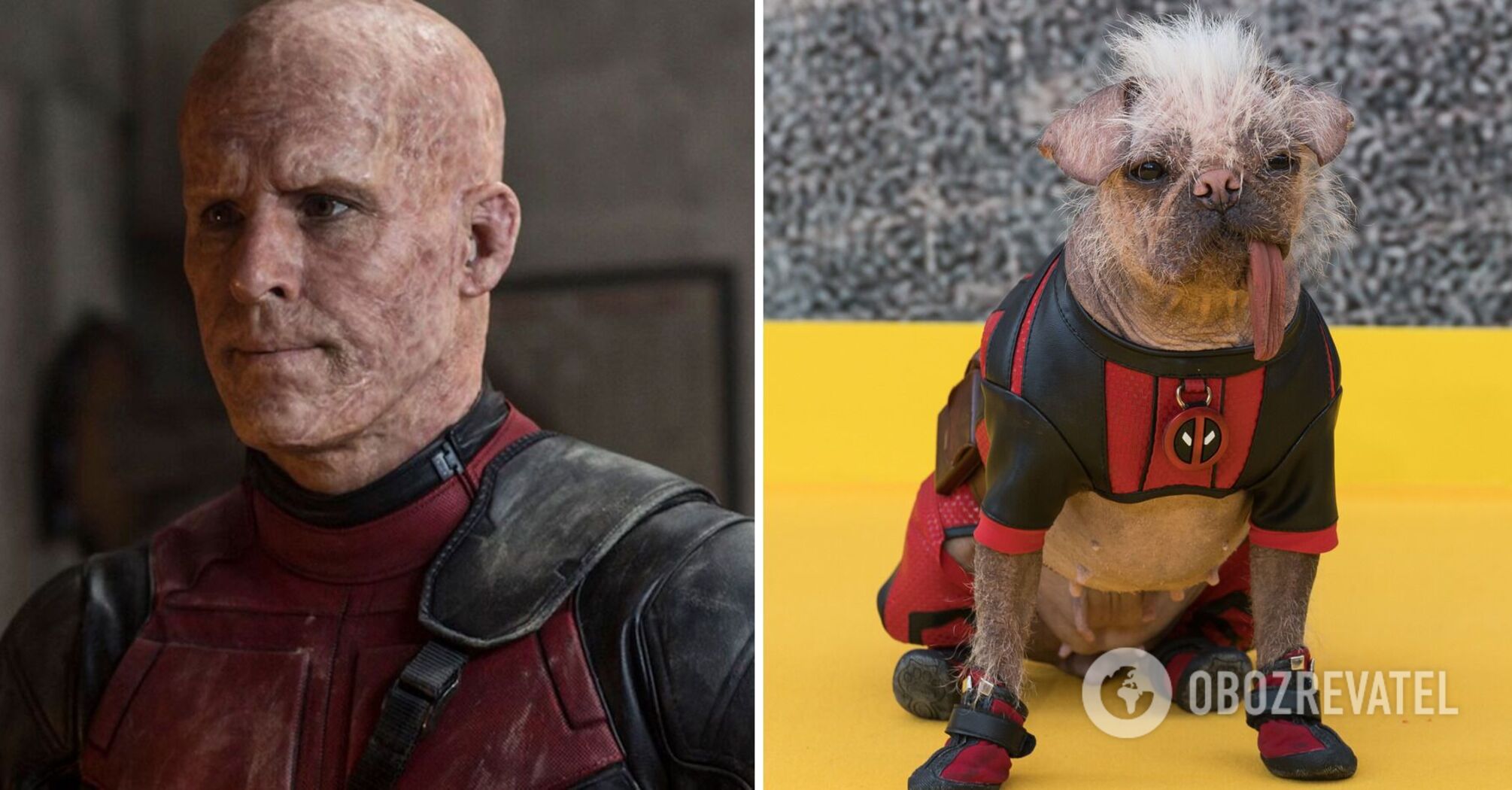The ugliest dog in the UK hit the red carpet in a costume from the movie 