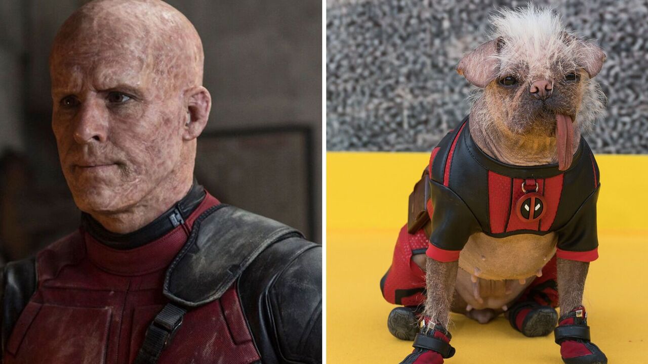The ugliest dog in the UK hit the red carpet in a costume from the movie "Deadpool and Wolverine." Photo