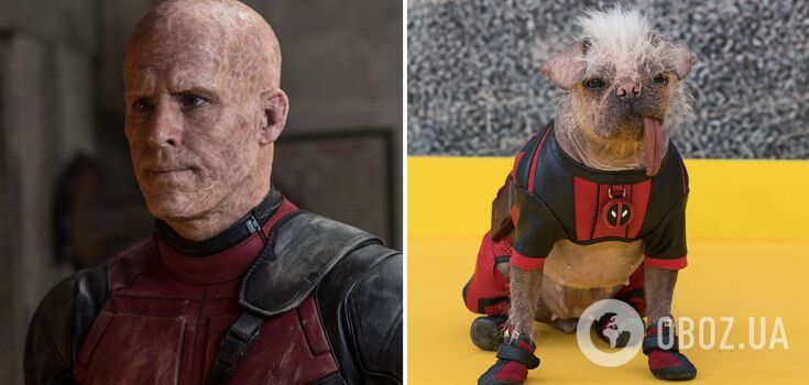 The ugliest dog in the UK hit the red carpet in a costume from the movie "Deadpool and Wolverine." Photo