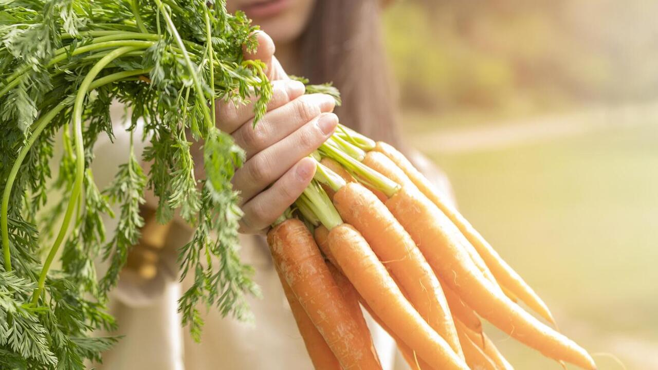 When to harvest carrots and how heat affects the timing